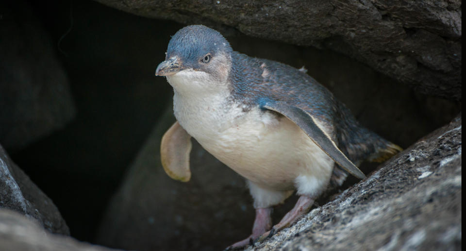 The Fairy penguin the smallest penguin in the world live at St.Kilda beach. Source: Getty Images 