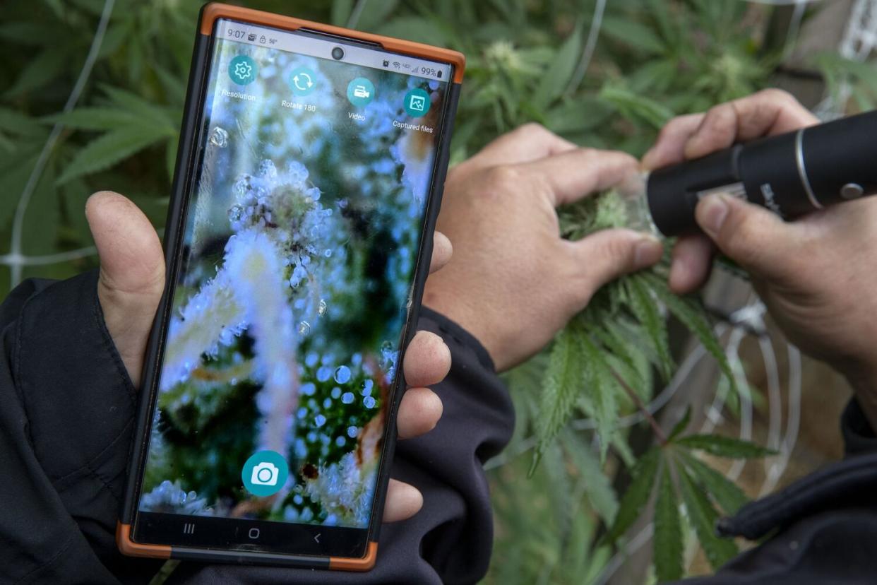 Husband and wife cannabis farmers Xong Vang, left, and Chia Xiong, right, inspect cannabis flower trichomes