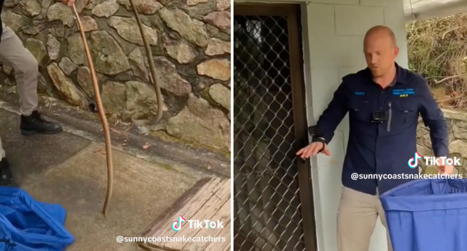 A photo of Stuart McKenzie from Sunshine Coast Snake Catchers holding two eastern brown snakes. Another photo of Stuart showing his hand trembling after successfully rescuing the snakes. 