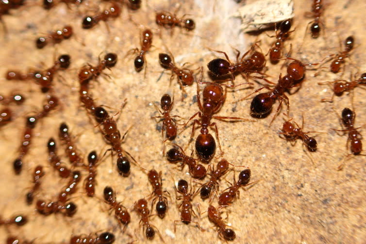 <span class="caption">Girlz n the hill. Solenopsis fire ants.</span> <span class="attribution"><span class="source">stevenw12339/flickr</span></span>