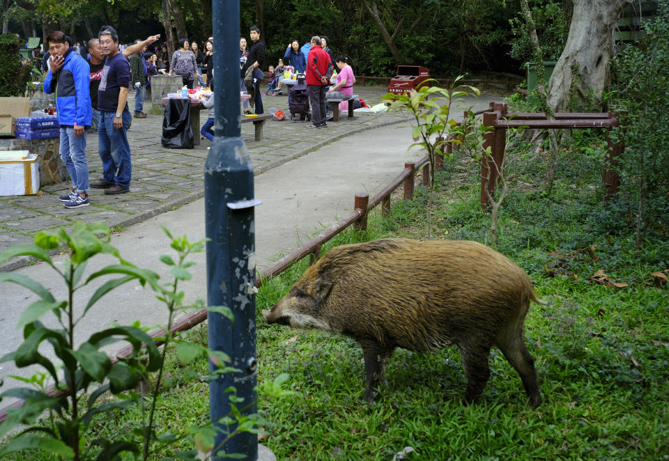 In this Jan. 13, 2019, photo, a wild boar scavenges for food while local residents watch at a Country Park in Hong Kong. Like many Asian communities, Hong Kong ushers in the astrological year of the pig. That’s also good timing to discuss the financial center’s contested relationship with its wild boar population. A growing population and encroaching urbanization have brought humans and wild pigs into increasing proximity, with the boars making frequent appearances on roadways, housing developments and even shopping centers. (AP Photo/Vincent Yu)