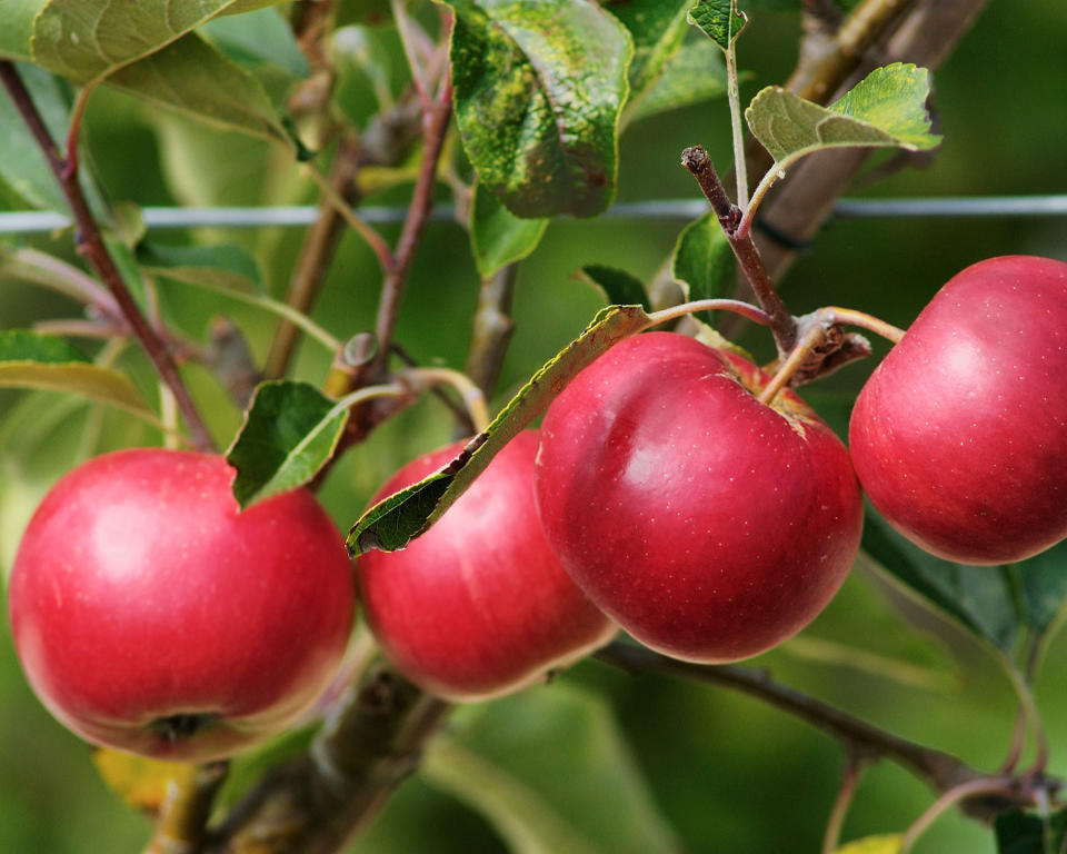 Eating apple variety Scrumptious