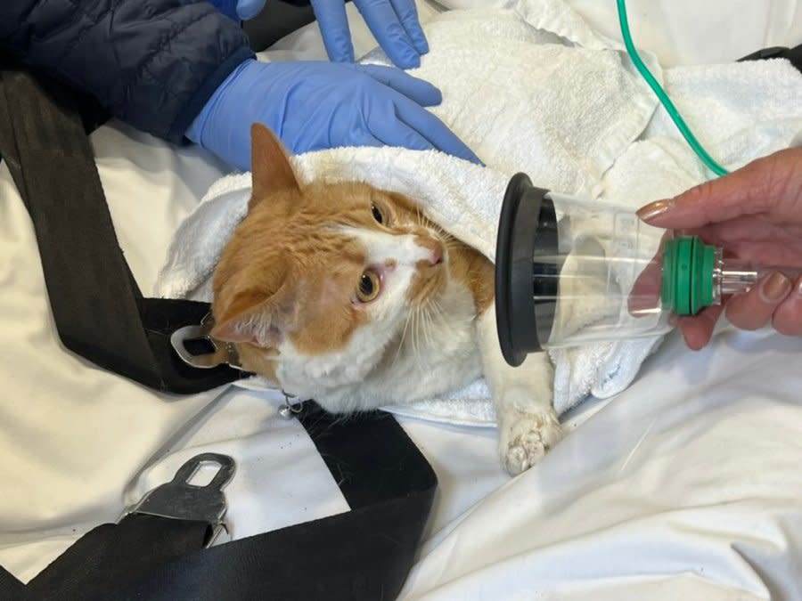 A cat had to be revived by paramedics after the fire.