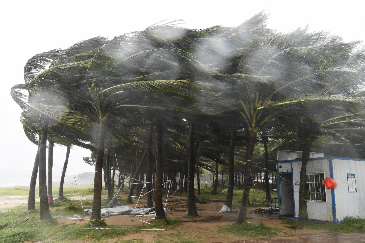 In this photo released by Xinhua News Agency, coconut trees hit by typhoon Yagi along a road in Haikou, south China's Hainan Province, Friday, Sept. 6, 2024. (Yang Guanyu/Xinhua via AP)