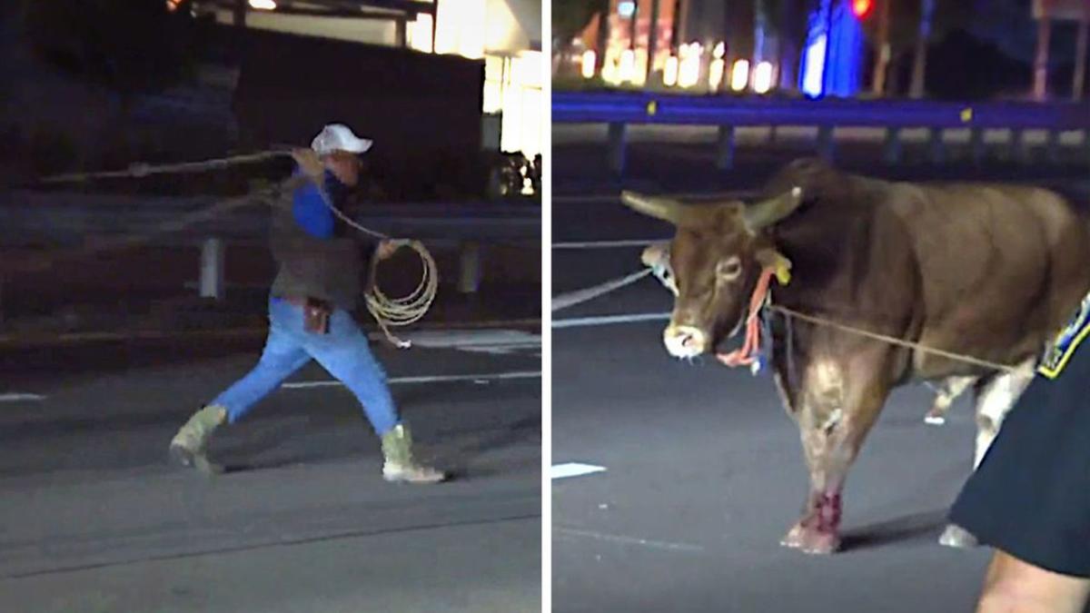 Multi-day chase: Police capture bull in Massachusetts