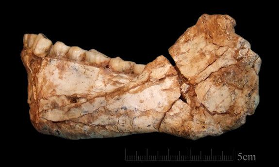 The first, almost-complete adult mandible discovered at the site of Jebel Irhoud in Morocco.