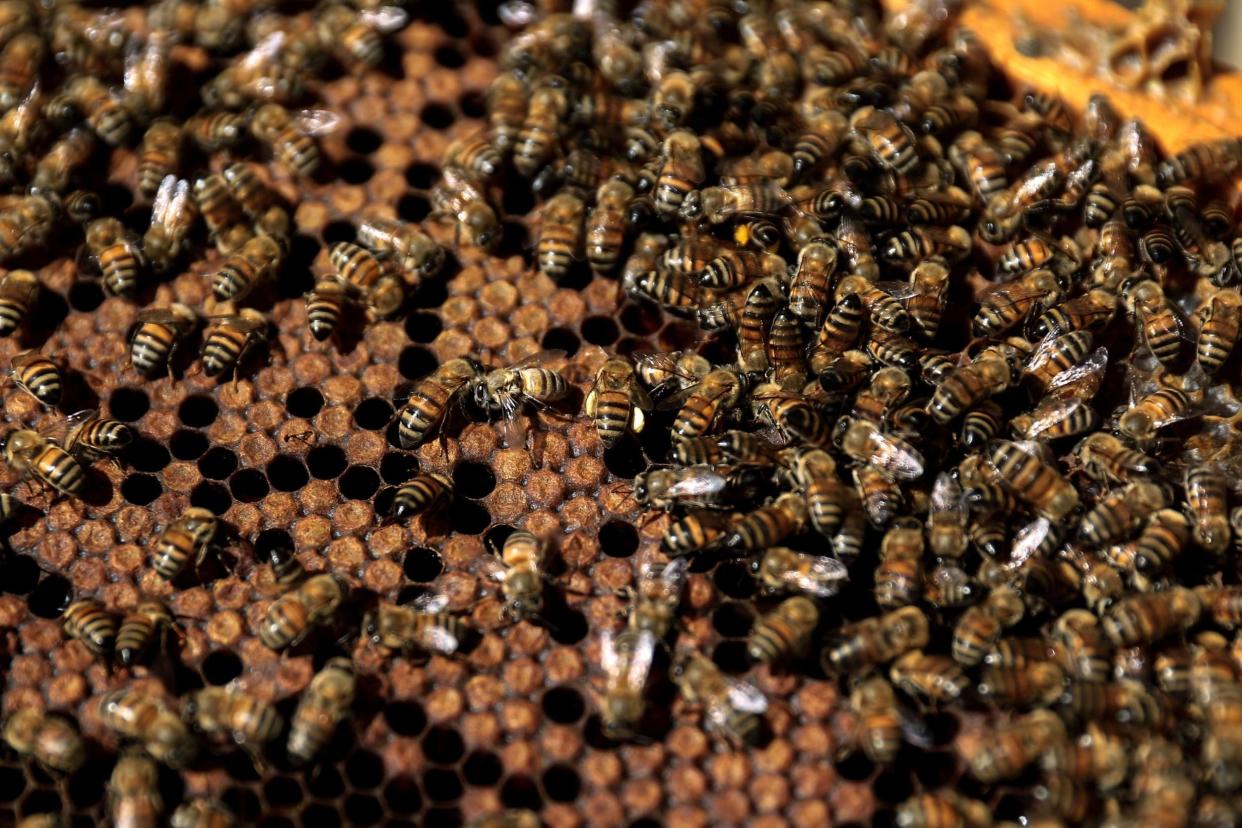 Crime: Two boys, aged 12 and 13, have been arrested after half a million bees were killed when a honey farm was vandalised in the US: AFP/Getty Images