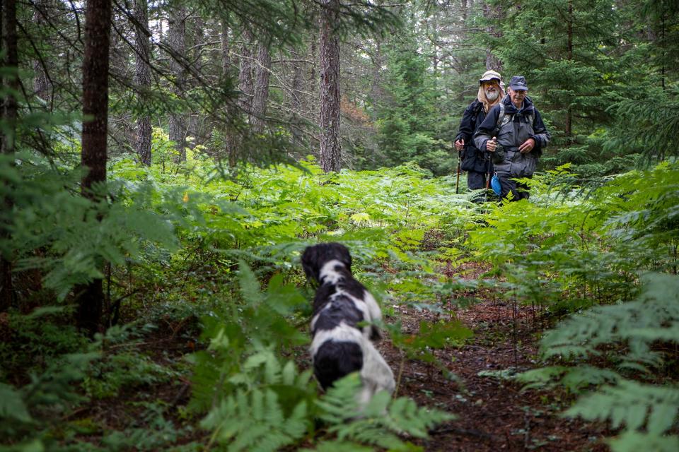 Jess, a human remains detection dog, leads the way followed by retired Michigan State Police forensic investigator, Mike Neiger (left), and Jess’ dog handler, Burt Crawford, as they search for the remains of Derrick Henagan near the North Country Trail in Paradise, Mich., on Saturday, Aug. 4, 2018.