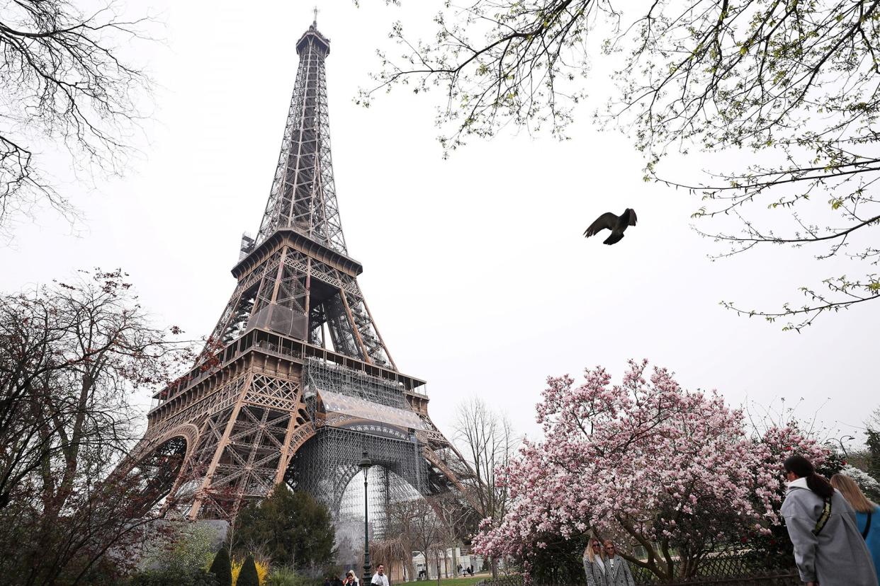 A pigeon flies by a blooming magnolia tree at the Champ de Mars near the Eiffel Tower in Paris,