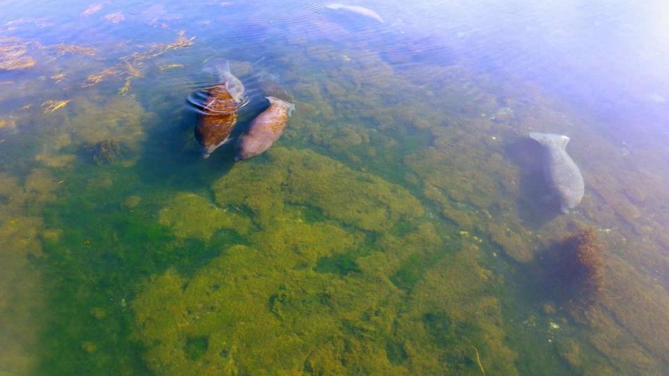 PHOTO: Manatees swim near Crystal River, Fla. (ABC News)