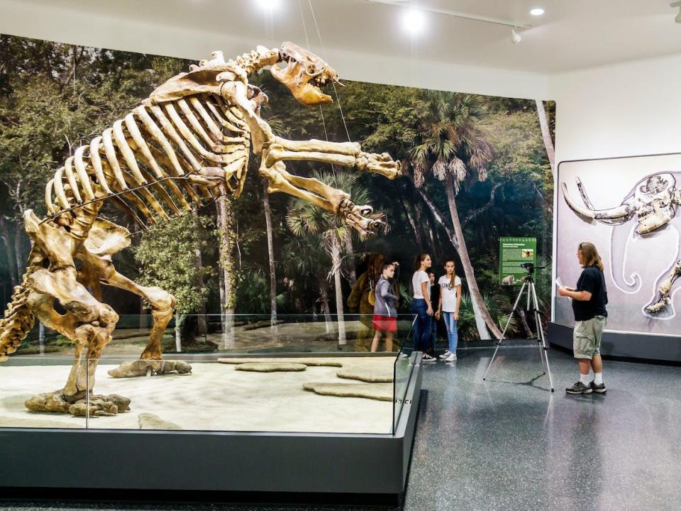 Other giant ground sloth skeletons have been found in places like Daytona Beach, Florida.