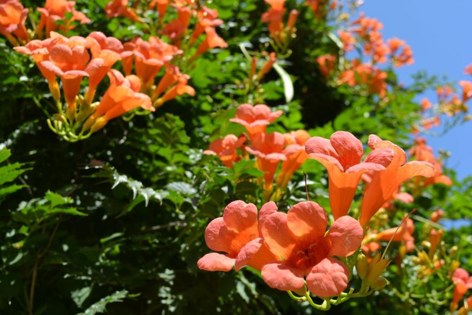 Trumpet Vine (Campsis radicans)