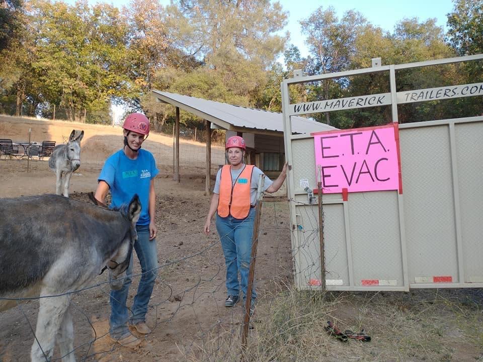 Workers load animals for transit.  / Credit: Valerie Anderson/Evacuation Team Amador