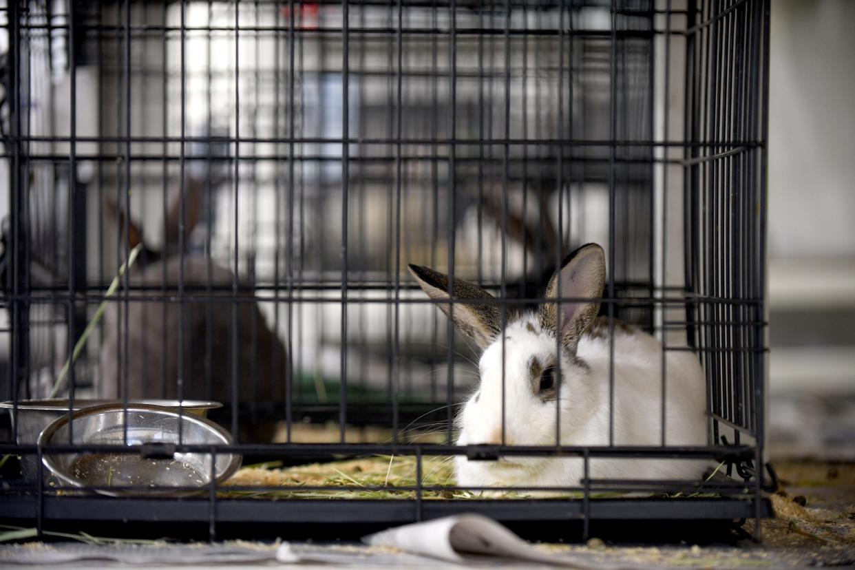 The Stark County Humane Society is caring for 97 rabbits that  were removed from a Canton home on Thursday.