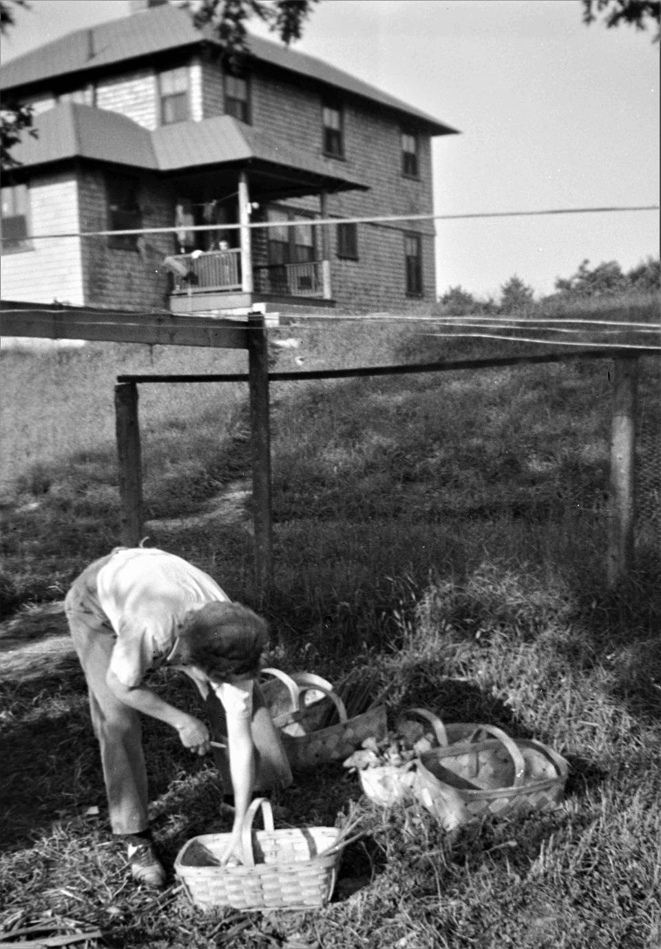 A family member collects vegetables from the garden at the farmhouse at the Davis-Douglas Farm in the 1940s.