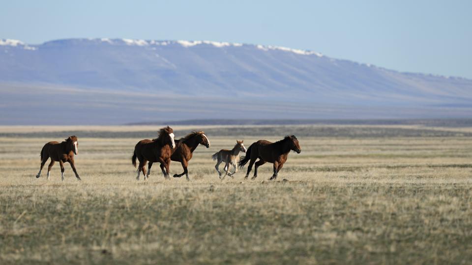 FILE - Wild horses gallop on the Fort McDermitt Paiute-Shoshone Indian Reservation on April 25, 2023, near McDermitt, Nev. The Reno-Sparks Indian Colony is abandoning its 3-year lawsuit aimed at blocking a lithium mine currently under construction at Thacker Pass in northwest Nevada. Tribal leaders say the U.S. Interior Department refuses to accept their arguments that the mine's on a sacred site where more than two dozen Paiute and Shoshone ancestors were massacred in 1865. (AP Photo/Rick Bowmer, File)