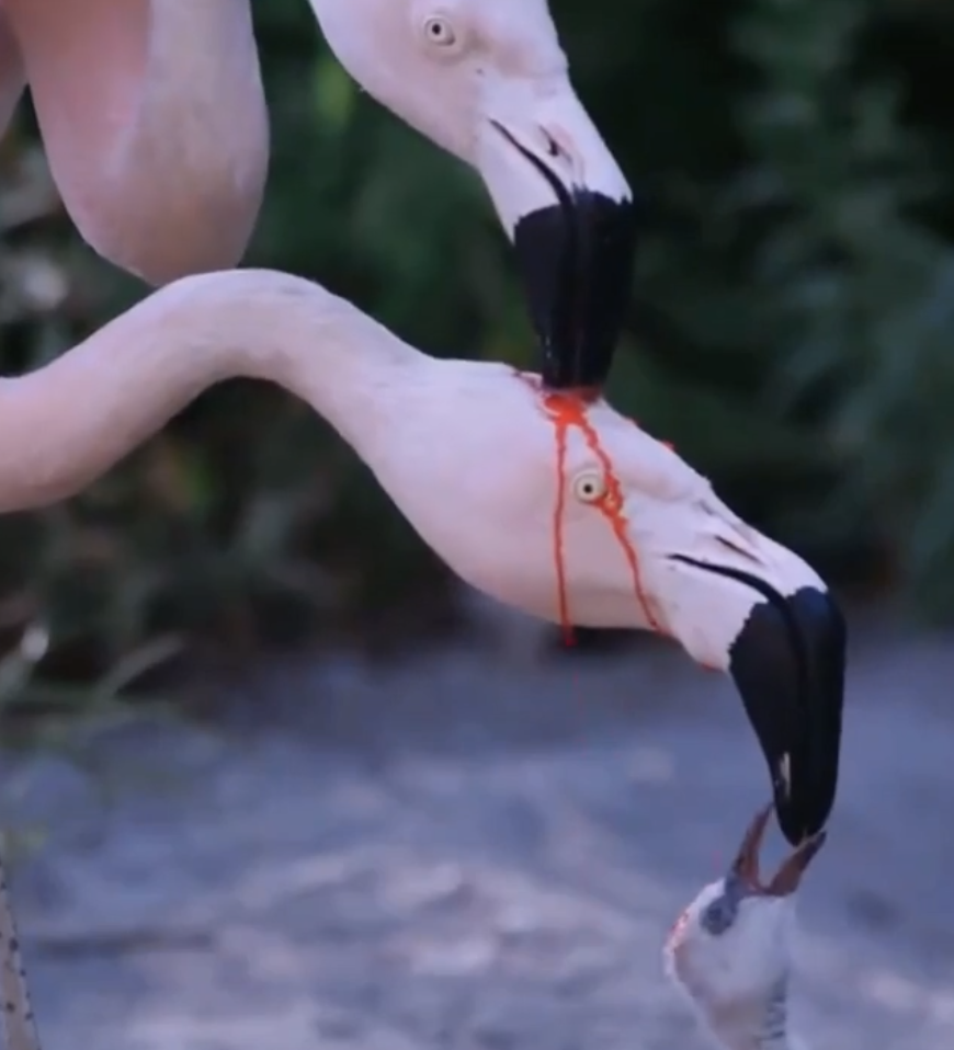 Two flamingos, one feeding the other by regurgitating food. Natural setting in the background