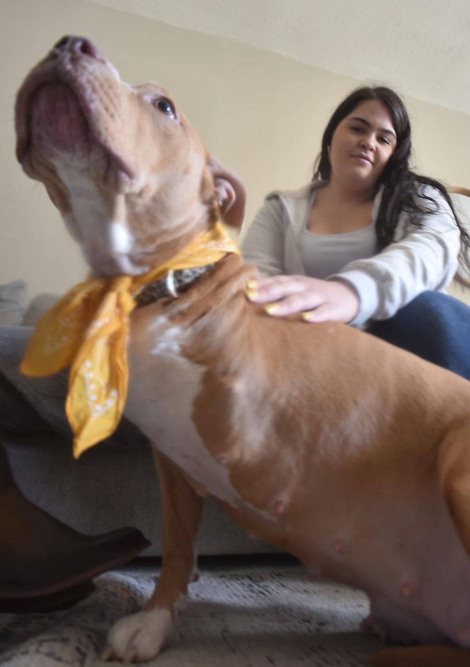 Linoshka Acevedo pets her dog Honey, who lost a leg after being shot by a Fall River police officer.