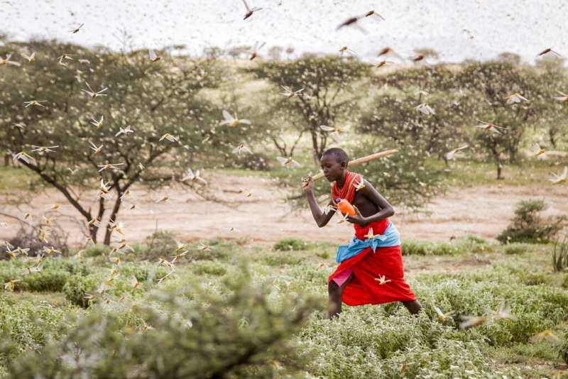 東非爆發幾十年以來最嚴重的蝗蟲災害，數億隻蝗蟲從索馬利亞、衣索比亞湧入肯亞等鄰近國家。（AP）
