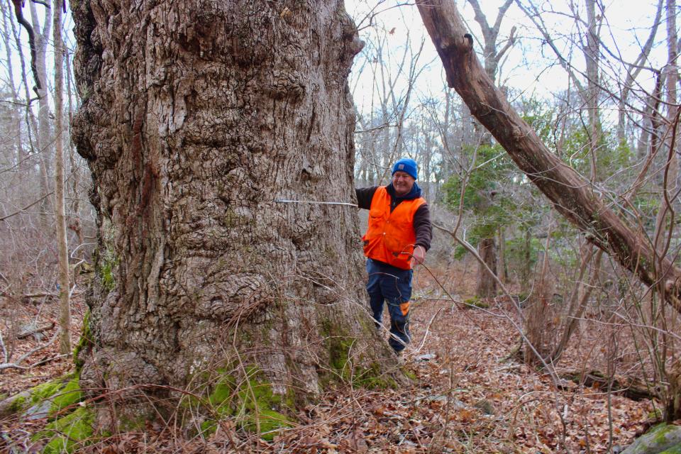 Matthew Largess of Largess Forestry measures a white oak tree on private property in Richmond that he believes may date back to the pre-Colonial era.