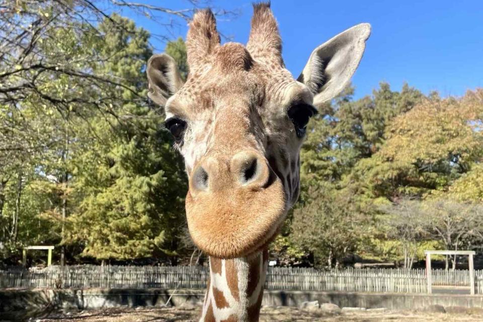 <p>Memphis Zoo</p> Memphis Zoo pays tribute to beloved giraffe Angela Kate.