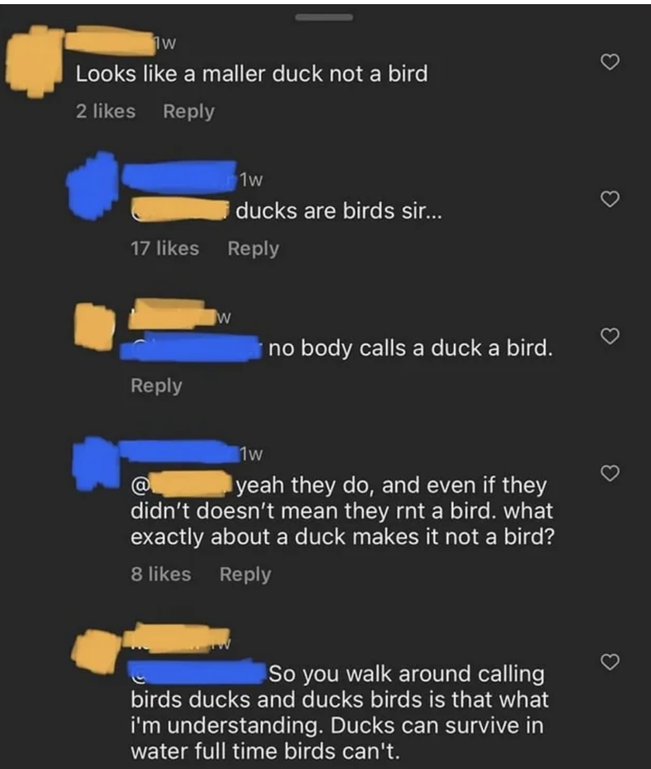 "ducks are birds sir..."