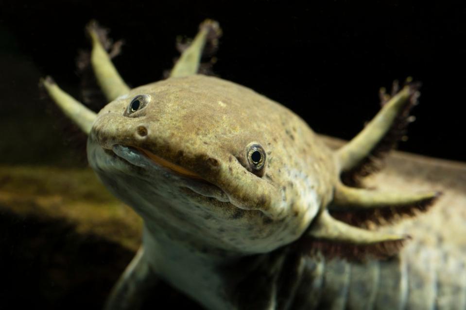 Can’t keep a Sagittarius or this salamander from smiling. lapis2380 – stock.adobe.com