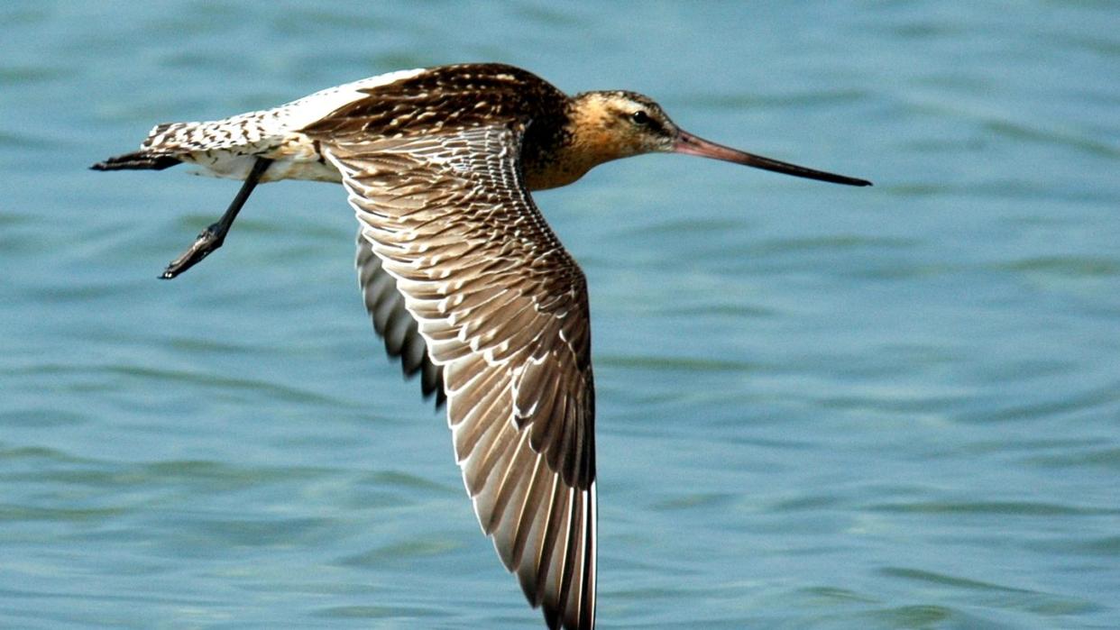 Eine Pfuhlschnepfe im Flug. Die scheue Pfuhlschnepfe - ein 40 Zentimeter großer Vogel mit flacher Brust, braun-weiß quergestreiftem Schwanz und einem langen Schnabel - ist ein echter Marathon-Flieger.