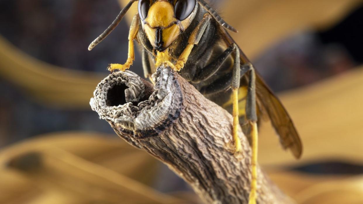 asian hornet