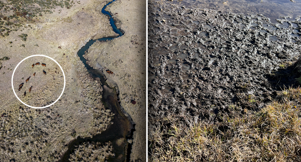 Left - An aerial image of horses by a river. Right - Close up of hoof damage.