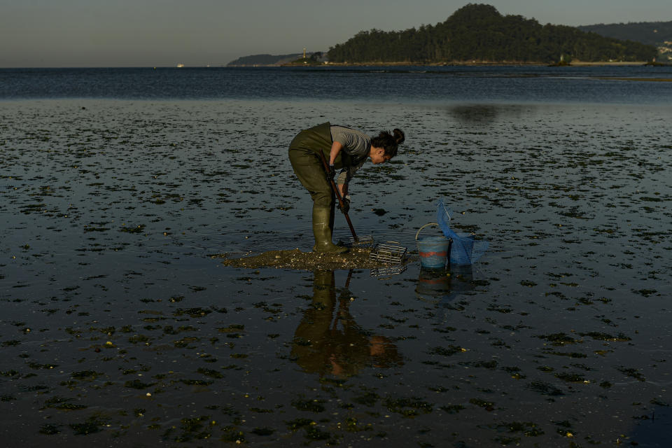 A clam digger works in the lower estuary of Lourizan, Galicia, northern Spain, Wednesday, April 19, 2023. They fan out in groups, mostly women, plodding in rain boots across the soggy wet sands of the inlet, making the most of the low tide. These are the clam diggers, or as they call themselves, "the peasant farmers of the sea." (AP Photo/Alvaro Barrientos)