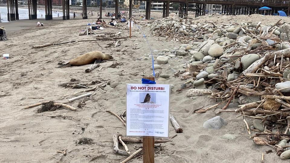 The public is warned to not disturb an ailing sea lion.