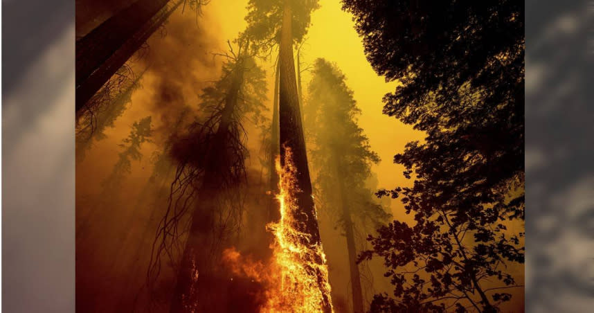 加州野火對紅杉帶來嚴重傷害。（圖／達志／美聯社）