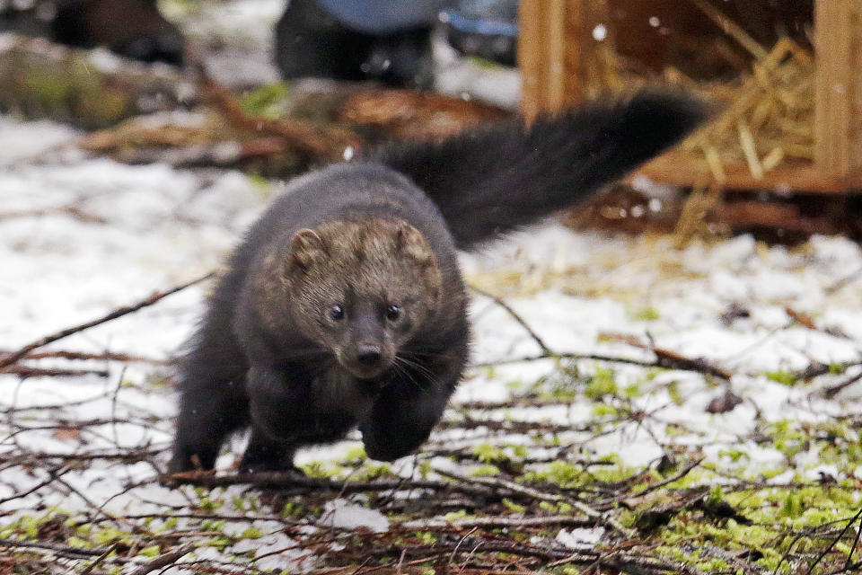 FILE - In this Dec. 2, 2016 file photo, a Pacific fisher takes off running after being released into a forest at Mount Rainier National Park, Wash. The Pacific fisher, a weasel-like carnivore native to Oregon's southern old growth forests, has been denied endangered species protection in the state, the latest twist in a legal back-and-forth that has continued for 20 years. In the decision issued last week, the U.S. Fish and Wildlife Service declined to grant the fisher threatened status in southern Oregon and northern California, citing voluntary conservation measures as effective in protecting the woodland creatures. Today, biologists estimate anywhere from a few hundred to a couple thousand fishers live in Oregon, most near the California border. (AP Photo/Elaine Thompson, File)