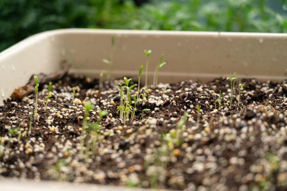 a plant sprouting out of a white container