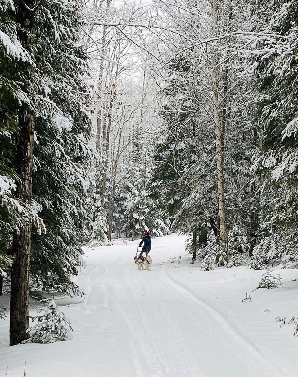 Journal Sentinel reporter Chelsey Lewis mushes down a trail at Top of the Hill Huskies in Phelps on Jan. 15, 2021.