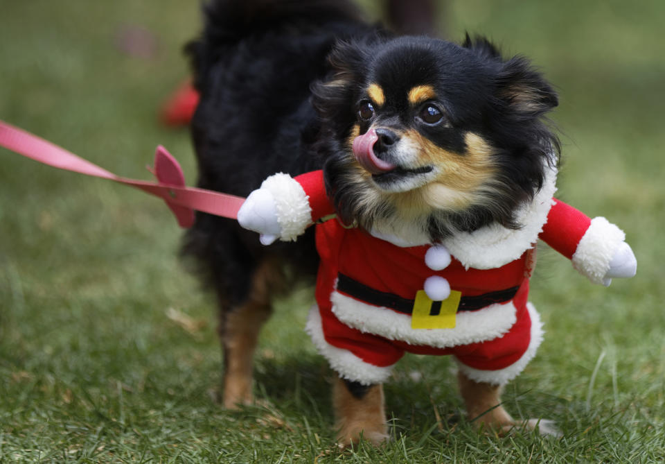 Shaggy Dog Show