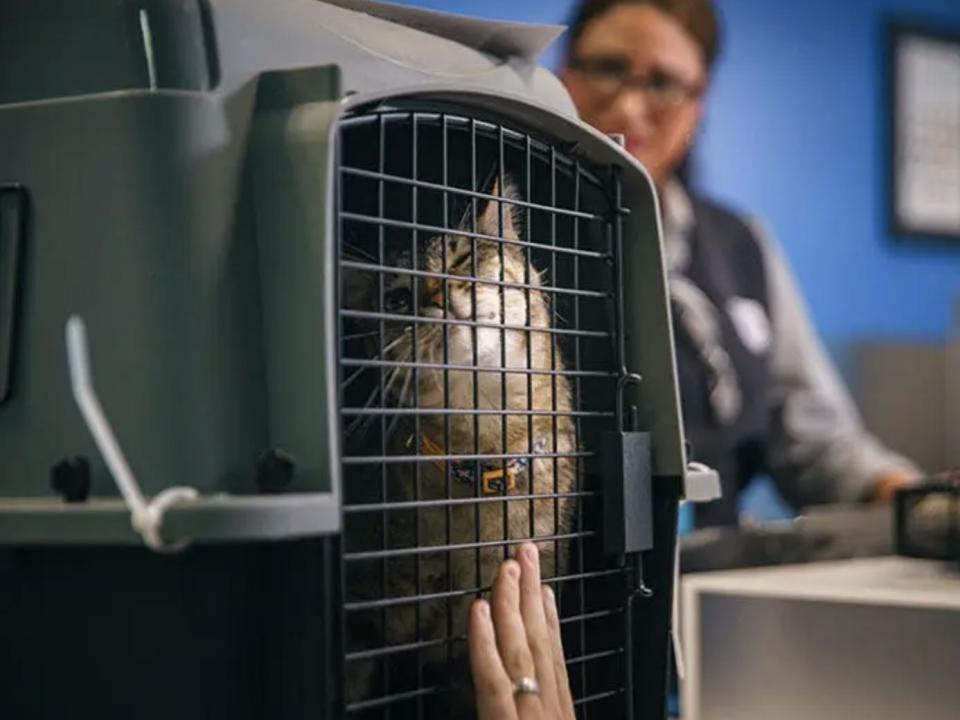 Cat in a pet carrier.