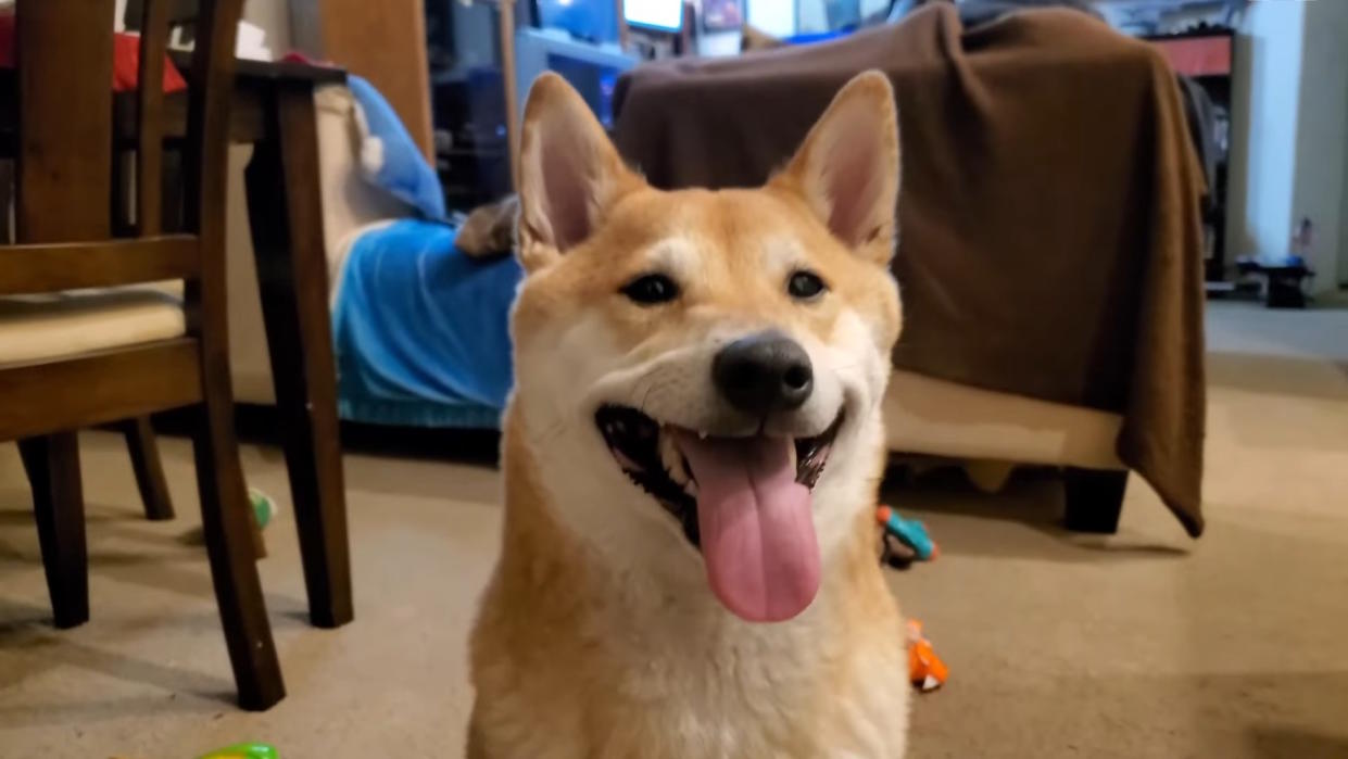  Still image of Peanut Butter the speedrunning dog from SGDQ promotional video. 