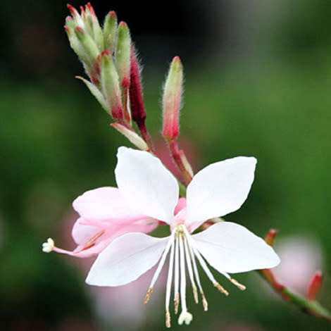 Gaura