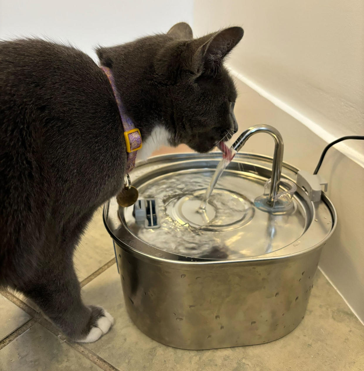 Cat using the Pektaco Cat Water Fountain (Courtesy Zoe Malin)