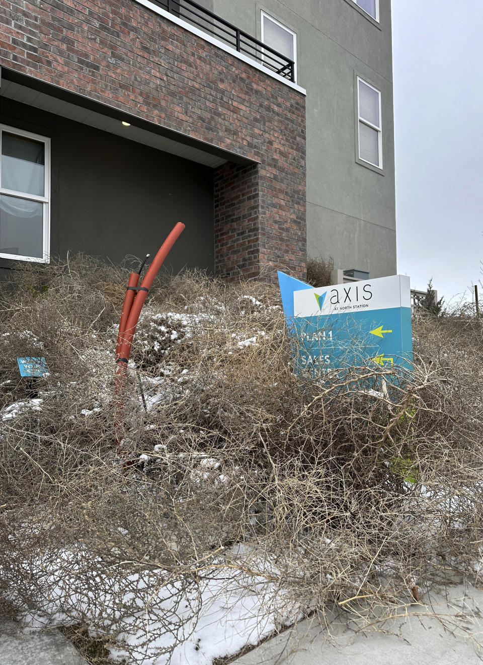 Tumbleweeds appear in front of a building in South Jordan, Utah, on Tuesday, March 5, 2024. The suburb of Salt Lake City was inundated with tumbleweeds after a weekend storm brought stiff winds to the area. The gnarled icon of the Old West rolled in over the weekend and kept rolling until blanketing some homes and streets in suburban Salt Lake City. (AP Photo/Brady McCombs)