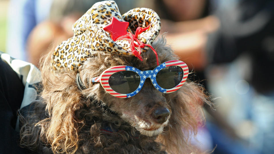 Poodle with US flag sunglasses