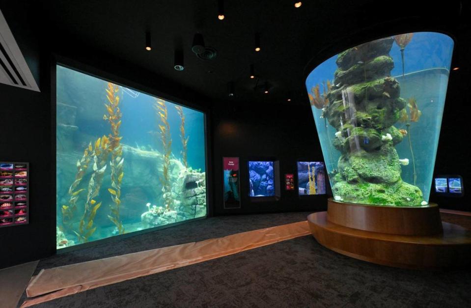 A kelp forrest exhibit at the new $77 million Sobela Ocean Aquarium.