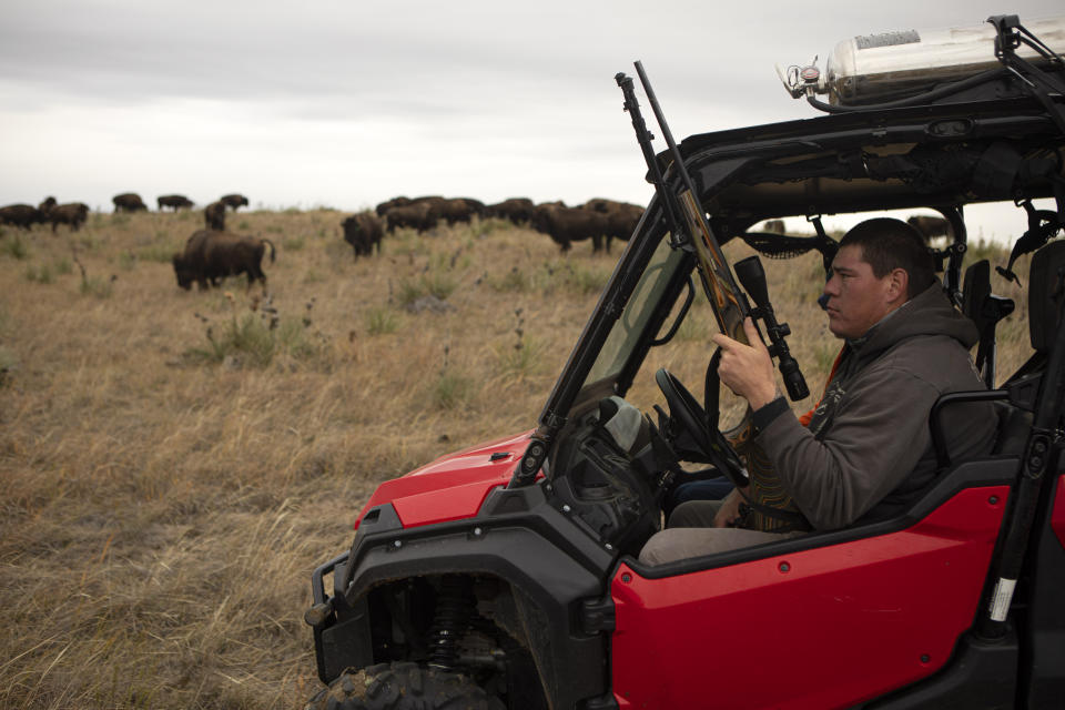 T.J. Heinert, assistant range manager of Wolakota Buffalo Range near Spring Creek, S.D., picks out a bull buffalo to harvest for a community gathering on Friday, Oct. 14, 2022. (AP Photo/Toby Brusseau)
