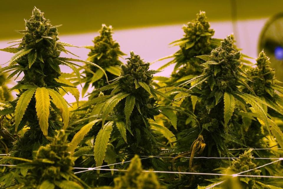 A cannabis plant that’s close to harvest is shown in a grow room at the Greenleaf Medical Cannabis facility in Richmond, Virginia, last June. (Photo: Steve Helber/AP File)