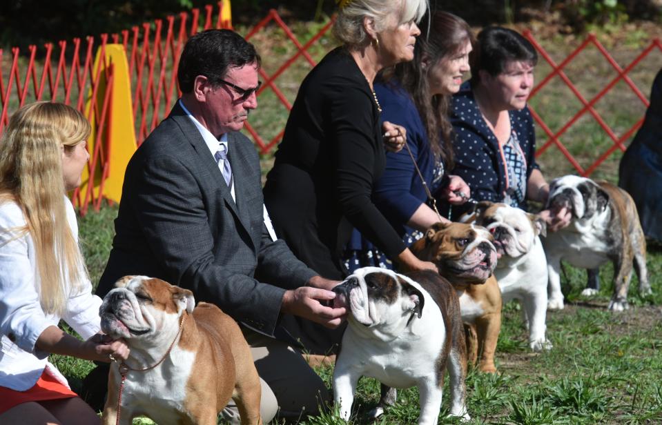 Bulldogs put on their show face for the judge on opening day at the Cape Cod Kennel Club's annual dog show at the Cape Cod Fairgrounds in East Falmouth.