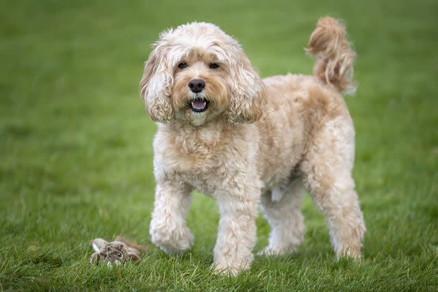 <p>Getty Images/chrisuk1</p> Cavapoos are a cross between a Miniature Poodle and a Cavalier King Charles Spaniel.