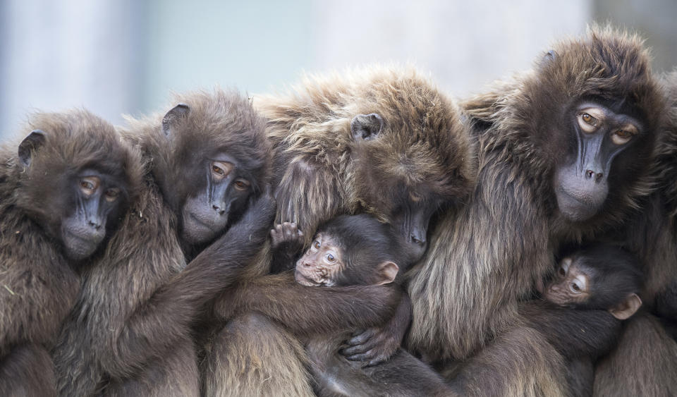 Several female Gelada baboons, also known as bleeding-heart baboons, cuddle together with their young ones to keep warm at the Wilhelma zoo in Stuttgart, Germany, on Jan 3, 2018. (Photo: Sebastian Gollnow/dpa via AP)