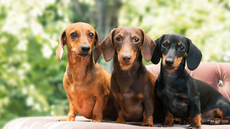 Dachshund dog